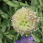 Scabiosa lucida fruit picture by Daniel Barthelemy (cc-by-nc)