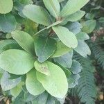Laurus azorica leaf picture by Jerome Sudre (cc-by-sa)