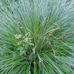 Carex elata habit picture by Tom Schöning (cc-by-sa)