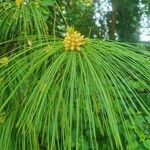 Pinus wallichiana flower picture by Petra Schadauer (cc-by-sa)