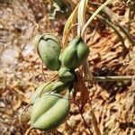 Pancratium maritimum fruit picture by r. Unter (cc-by-sa)