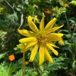 Silphium asteriscus flower picture by dude sailaway (cc-by-sa)