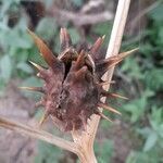Datura ferox fruit picture by Trap Hers (cc-by-sa)
