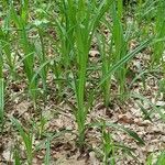 Scirpus sylvaticus habit picture by Marcin Janus (cc-by-sa)