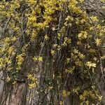 Jasminum nudiflorum habit picture by elise roques (cc-by-sa)
