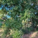 Quercus laurifolia habit picture by Collados Ana (cc-by-sa)
