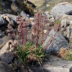 Valeriana pilosa habit picture by Fabien Anthelme (cc-by-sa)
