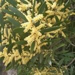 Acacia longifolia habit picture by Suarez Ana Paula (cc-by-sa)
