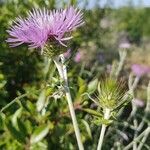 Galactites tomentosus flower picture by Georges Saint-Pierre (cc-by-sa)