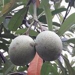 Cerbera manghas fruit picture by Jean-Marie Tognola (cc-by-sa)