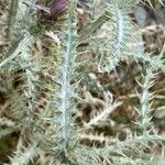 Carduus carlinoides leaf picture by Francois Mansour (cc-by-sa)