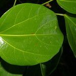 Abuta panamensis leaf picture by Nelson Zamora Villalobos (cc-by-nc)