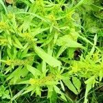 Rumex maritimus flower picture by Genghis Attenborough (cc-by-sa)
