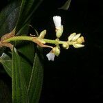 Conostegia lasiopoda flower picture by Nelson Zamora Villalobos (cc-by-nc)