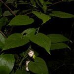 Polystemma guatemalense flower picture by Nelson Zamora Villalobos (cc-by-nc)