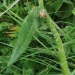 Arnica montana leaf picture by Béatrice Escande (cc-by-sa)