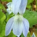 Viola sieheana flower picture by Anton Lomberg (cc-by-sa)