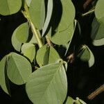 Crotalaria incana leaf picture by Nelson Zamora Villalobos (cc-by-nc)