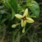 Mussaenda arcuata flower picture by Serge Garnier (cc-by-sa)