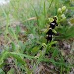 Ophrys insectifera flower picture by Philippe Bellin (cc-by-sa)