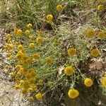 Santolina villosa habit picture by Francois Mansour (cc-by-sa)