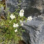 Philadelphus lewisii flower picture by Ashley Ashley (cc-by-sa)