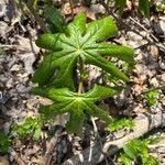 Podophyllum peltatum leaf picture by Tatyana Seroka (cc-by-sa)