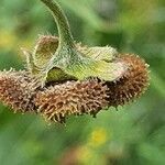 Cynoglossum amplifolium fruit picture by susan brown (cc-by-sa)