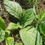 Borago officinalis leaf picture by Carsten Maron (cc-by-sa)