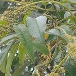 Buddleja madagascariensis leaf picture by Josefa Da Silva Oliveira (cc-by-sa)