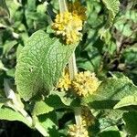 Buddleja stachyoides flower picture by Trap Hers (cc-by-sa)