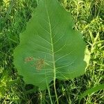 Silphium terebinthinaceum leaf picture by k8 wake (cc-by-sa)