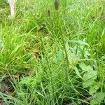 Equisetum ramosissimum habit picture by Casper Vlaar (cc-by-sa)