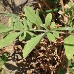 Centaurea collina habit picture by Yoan MARTIN (cc-by-sa)