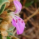 Dicliptera napierae flower picture by susan brown (cc-by-sa)