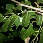 Myroxylon balsamum habit picture by Nelson Zamora Villalobos (cc-by-nc)