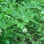 Podophyllum peltatum habit picture by Kevin Fernandes (cc-by-sa)