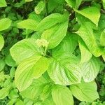 Cornus sericea leaf picture by Michal Burka (cc-by-sa)