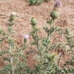 Cirsium ochrocentrum flower picture by Jaime therealmusicjunkie (cc-by-sa)