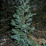 Juniperus scopulorum habit picture by Daniel Barthelemy (cc-by-nc)