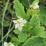 Lippia javanica flower picture by susan brown (cc-by-sa)
