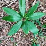 Persea borbonia leaf picture by Scott Smith (cc-by-sa)