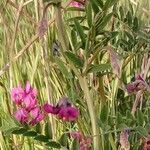 Vicia monantha flower picture by Ana Lucas (cc-by-sa)