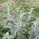 Marrubium peregrinum leaf picture by Emmanuel Staratzis (cc-by-sa)