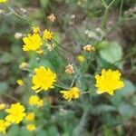 Crepis setosa flower picture by Loke Levenslicht (cc-by-sa)