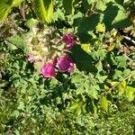Malva olbia leaf picture by Decobert Didier (cc-by-sa)