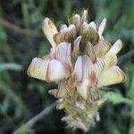 Onobrychis humilis flower picture by Diego Alex (cc-by-sa)
