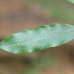 Chrysophyllum argenteum leaf picture by R. Tournebize (cc-by-sa)