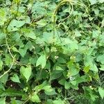 Fallopia convolvulus habit picture by Ugoline Jacquot (cc-by-sa)