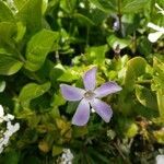 Vinca difformis flower picture by Tetresh del Revesh (cc-by-sa)